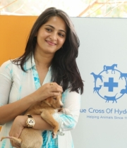 anushka-at-blue-cross-pet-carnival-event-118 anushka-at-blue-cross-pet-carnival-event-118