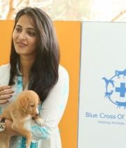 anushka-at-blue-cross-pet-carnival-event-138 anushka-at-blue-cross-pet-carnival-event-138