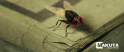 eega-visual-effects-making-11