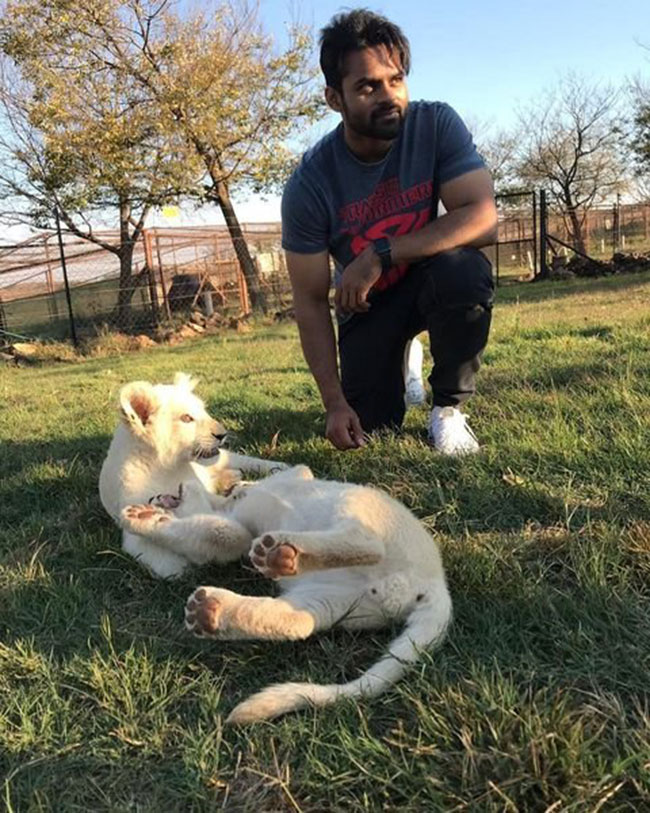 పులి పిల్లలతో మెగాహీరో స్పెషల్ పిక్! పులి పిల్లలతో మెగాహీరో స్పెషల్ పిక్!